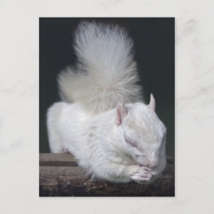 Carte postale de la prière de Nutty
