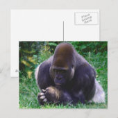 Carte postale de la prière Gorilla (Devant / Derrière)