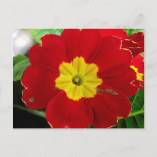 Carte postale de la primevère rouge