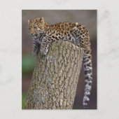 Carte postale de la queue de léopard (Devant)