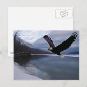 Carte postale de la réserve d'aigles Chilkat (Devant / Derrière)