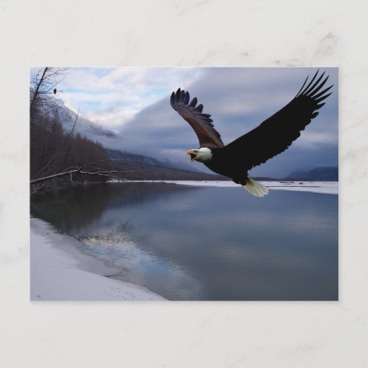 Carte postale de la réserve d'aigles Chilkat (Devant)