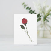 Carte postale de la rose rouge (Debout devant)