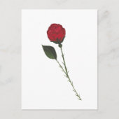 Carte postale de la rose rouge (Devant)