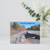 carte postale de la route graffiti de centralia pe (Debout devant)