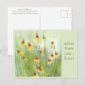 Carte postale de la Rudbeckia hirta (Devant / Derrière)