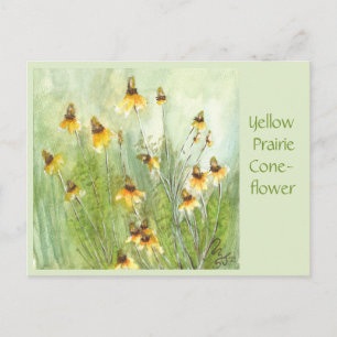 Carte postale de la Rudbeckia hirta