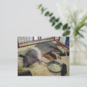 Carte postale de la scie et des porcelets (Debout devant)