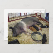 Carte postale de la scie et des porcelets (Devant / Derrière)