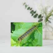 Carte postale de la Tente Est Caterpillar (Debout devant)