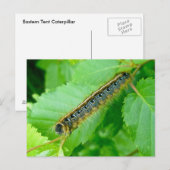 Carte postale de la Tente Est Caterpillar (Devant / Derrière)