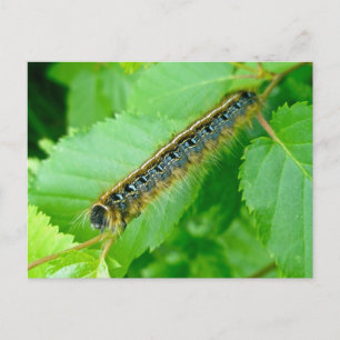 Carte postale de la Tente Est Caterpillar