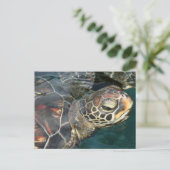 Carte postale de la tortue (Debout devant)