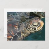 Carte postale de la tortue (Devant / Derrière)