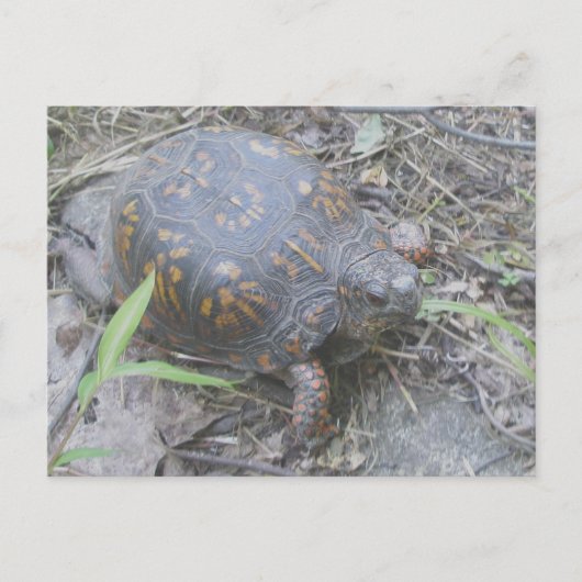Carte postale de la tortue de boîte orientale #1 (Devant)