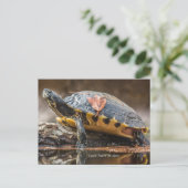 Carte postale de la tortue de Cooter (Debout devant)