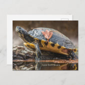 Carte postale de la tortue de Cooter (Devant / Derrière)