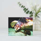 Carte postale de la tortue de mer (Debout devant)