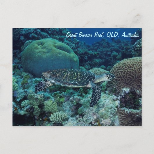 Carte postale de la tortue de mer (Devant)