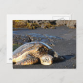 Carte postale de la tortue de mer (Devant / Derrière)