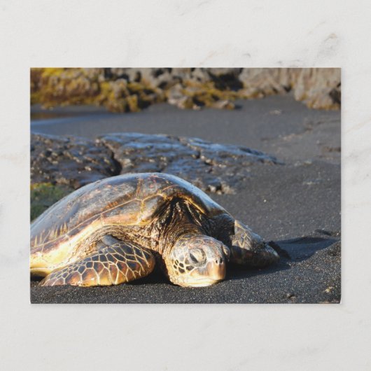 Carte postale de la tortue de mer (Devant)