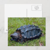 Carte postale de la tortue préhistorique (Devant / Derrière)