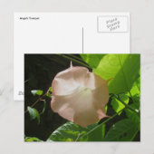 Carte postale de la trompette d'ange (Devant / Derrière)