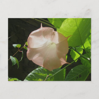 Carte postale de la trompette d'ange