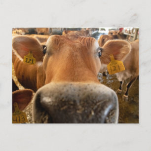 Carte postale de la vache laitière Jersey Gros pla