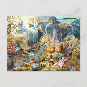 Carte postale de la vie océanique de Sommerville