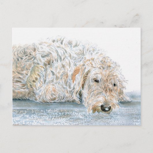 Carte postale de Labradoodle endormi (Devant)
