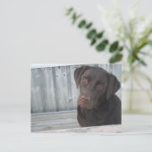 Carte postale de labrador chocolat mignon (Debout devant)