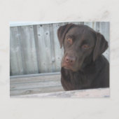 Carte postale de labrador chocolat mignon (Devant)