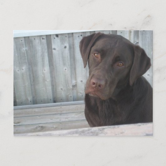 Carte postale de labrador chocolat mignon (Devant)