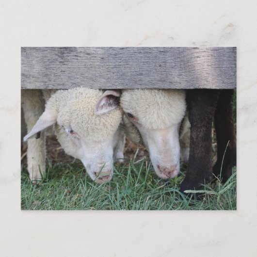 Carte postale de l'agneau (Devant)