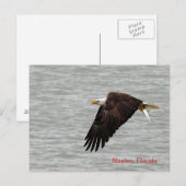 Carte postale de l'aigle à tête blanche (Devant / Derrière)