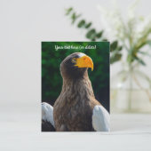 Carte postale de l'Aigle de mer stellaire (Debout devant)