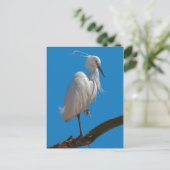Carte postale de l'Aigrette garzette (Debout devant)