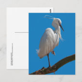 Carte postale de l'Aigrette garzette (Devant / Derrière)