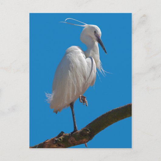 Carte postale de l'Aigrette garzette (Devant)