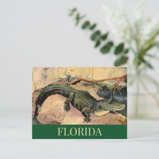 Carte postale de l'alligator de Floride (Debout devant)