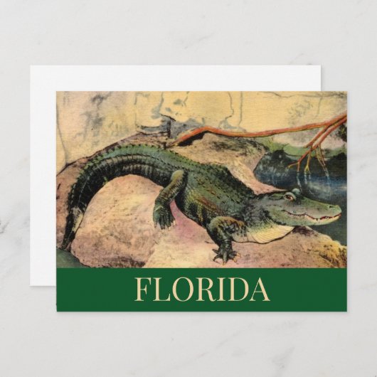 Carte postale de l'alligator de Floride (Devant / Derrière)