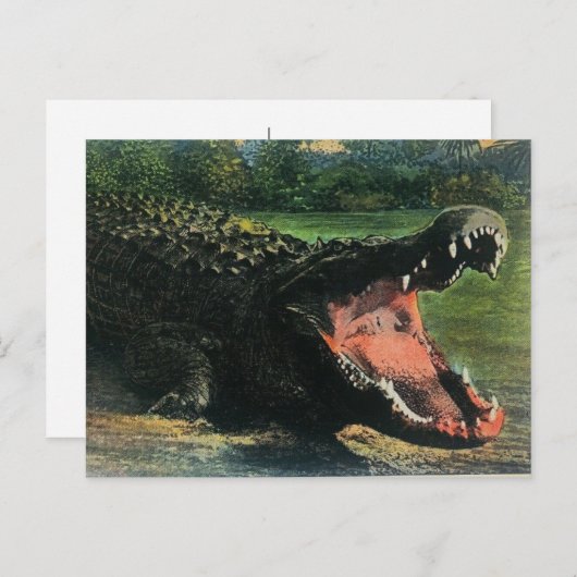 Carte postale de l'alligator mangeur d'hommes affa (Devant / Derrière)