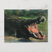 Carte postale de l'alligator mangeur d'hommes affa (Devant)