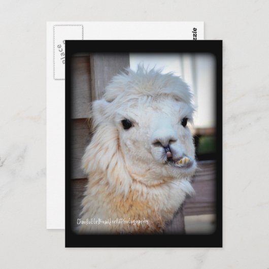 Carte postale de lama (Devant / Derrière)