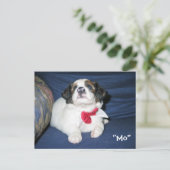 Carte postale de l'Amazon Humane Society : Preciou (Debout devant)