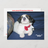 Carte postale de l'Amazon Humane Society : Preciou (Devant / Derrière)