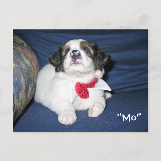 Carte postale de l'Amazon Humane Society : Preciou (Devant)