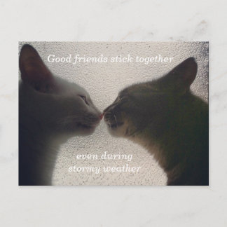 Carte postale de l'ami de chat mignonne