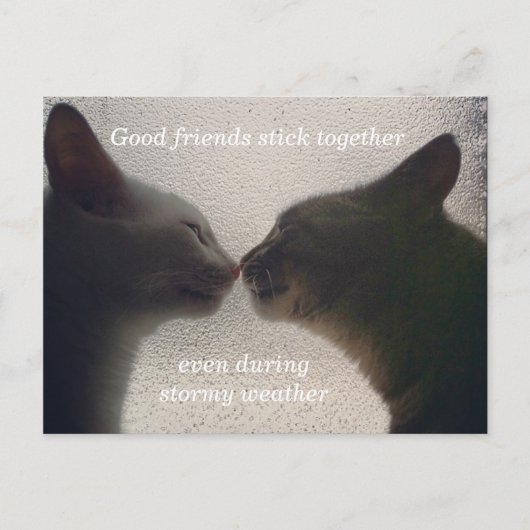 Carte postale de l'ami de chat mignonne (Devant)